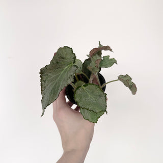 Begonia 'Madhatter' [#2044]