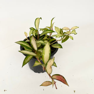 Z-4740 - Hoya lacunosa minara
