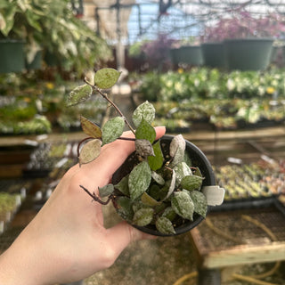 Hoya lacunosa 'Black Aurora'