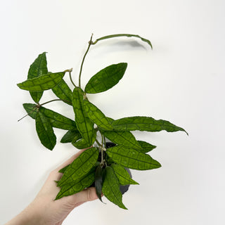 Hoya cv. finlaysonii x undulata [#2108]