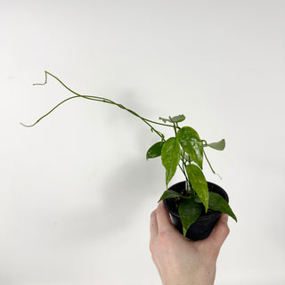 Hoya sangguensis Peninsular Malaysia [#1802]