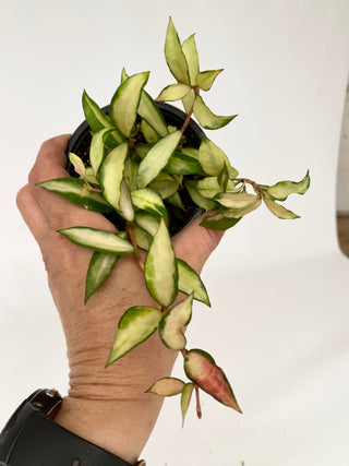 Z-4740 - Hoya lacunosa minara