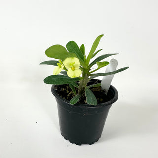 Euphorbia milii 'Lemon Yellow'