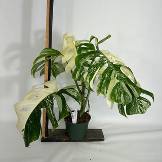 Z-4431 - Monstera deliciosa var. borsigiana albo-variegata