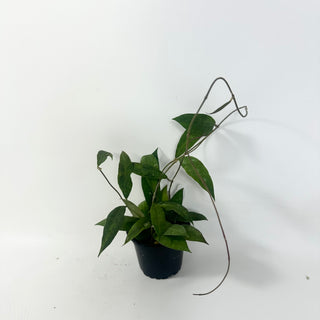 Hoya ruthiae [#1960]