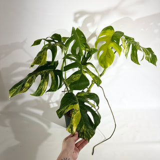 Monstera deliciosa 'Marmorata' - 2 Plants [#1969]