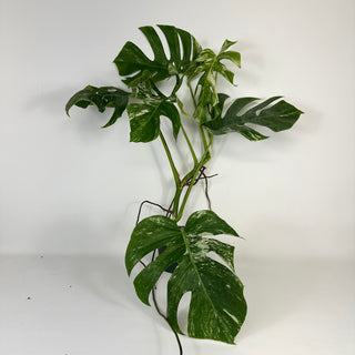 Monstera deliciosa var. borsigiana albo-variegata [#2091]