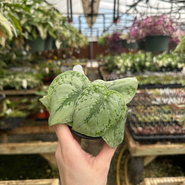 Scindapsus sp. Lahat – Steve's Leaves