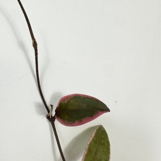 Hoya carnosa 'Purple Pride' [#1719]