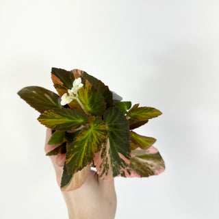 Begonia ‘Withlacoochee’ (Variegated) [#2272]