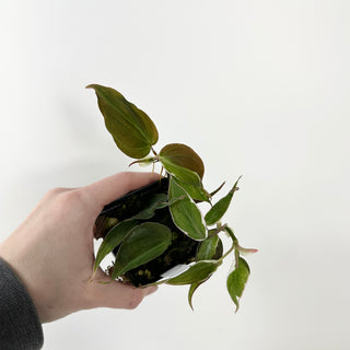 Z-5382 - Philodendron hederaceum ‘Micans Halo’