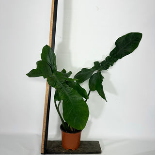 Z-4550 - Philodendron sp. 69686 x subhastatum (Non-TC)