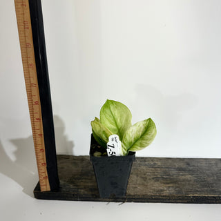 Z-5088 - Scindapsus treubii 'Moonlight Mint'