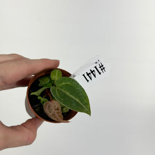 Anthurium 'Tezula Dreamweaver'/dorayaki x 'Arnold Schwarzenegger' - Seedling [#1441]