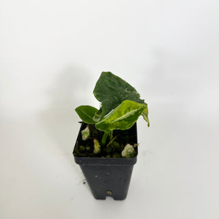 Syngonium wendlandii ‘Scrambled Eggs’ [#2308]