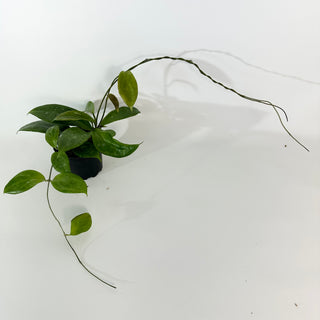 Hoya persiciana [#2186]