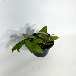 Hoya flagellata (gold) [#1951]