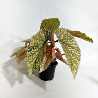 Begonia 'Snow Capped' (Variegated) [#1883]