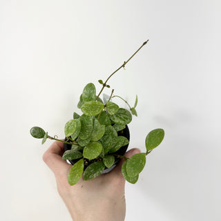 Hoya sp. ETS 10 [#1790]