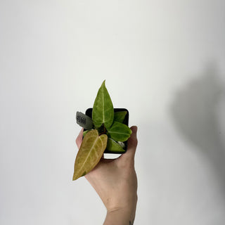 Anthurium 'Arnold Schwarzenegger' x 'Chuck Norris' - Seedling [#1660]