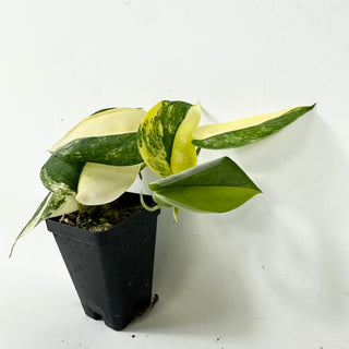 Scindapsus pictus 'Jade Satin' aurea-variegata [#1768]