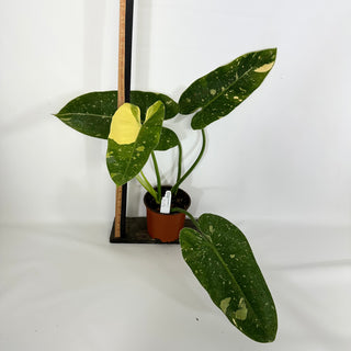 Philodendron 'Jose Buono' "Texas Form" (Non-TC) [#1156]