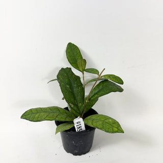 Hoya finlaysonii ‘Alesia’ [#1857]