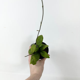 Hoya elmeri (splash) [#2378]