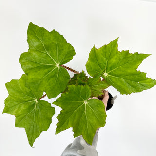 Begonia 'Ricinifolia' [#2127]