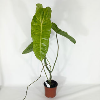 Philodendron 'Paraiso Verde' (Non-TC) [#1626]
