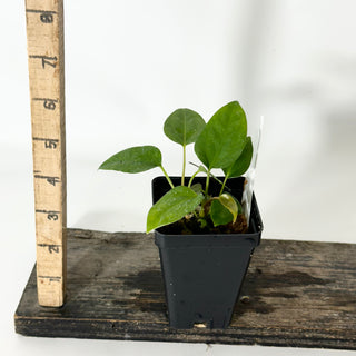 Anthurium 'Prince of Darkness' x indo portillae [#1673]