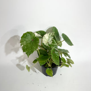 Begonia conchifolia var. rubrimacula variegata [#2020]