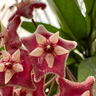 Hoya pubicalyx "Bangkok Black Beauty"