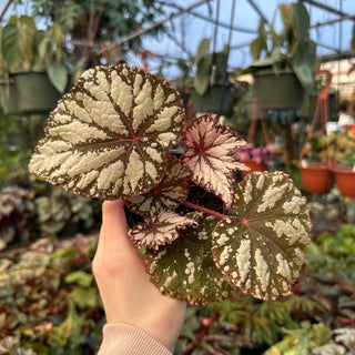 Begonia 'Judy Cook'