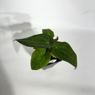 Anthurium Wu papillilaminum x 'Arnold Schwarzenegger' [#1787]