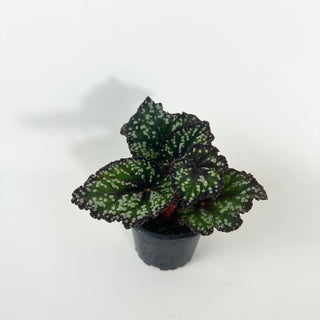 Begonia 'Fairytale' [#2124]