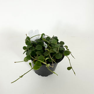 Hoya wenshanensis [#2234]