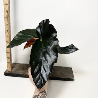 Begonia 'Monarch' [#1914]