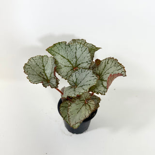 Begonia 'Desperado' [#2100]