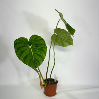 Z-4429 - Philodendron 'Dean McDowell'