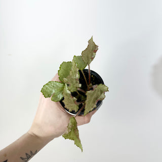 Begonia 'Madhatter' [#2376]