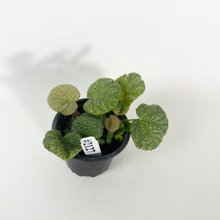Begonia 'Steve's Leaves Dewfrost' [#2127]