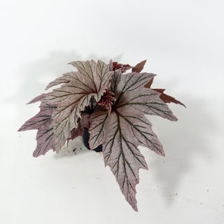 Begonia 'Lamoon' [#2051]
