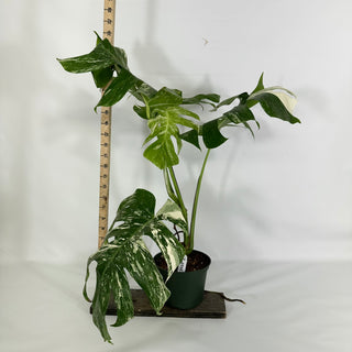 Z-4595 - Monstera deliciosa var. borsigiana albo-variegata