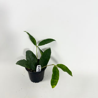 Hoya surisana [#2139]
