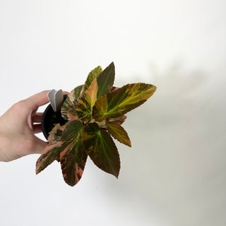Begonia ‘Withlacoochee’ (Variegated) [#1699]