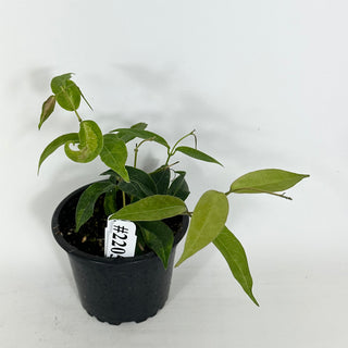 Hoya dennisii 'Frida' [#2205]