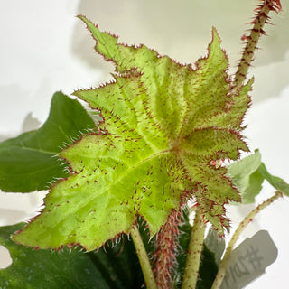 Begonia 'Ricinifolia' [#2019]