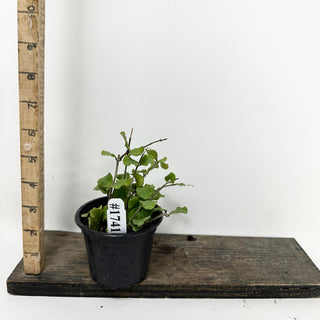 Hoya kanyakumariana [#1741]