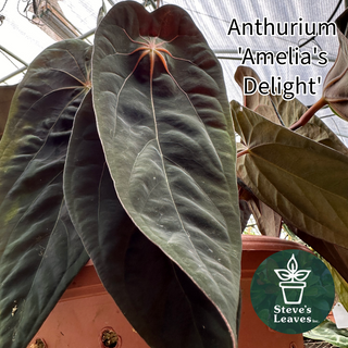 Anthurium magnificum/forgetii x 'Amelia's Delight'